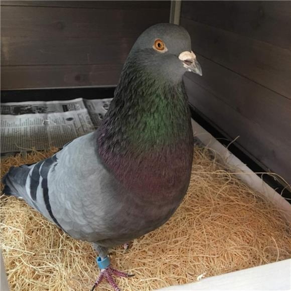 100g/3.5oz Natural Grass Nesting Pads for Chicken Hens Birds Nest Bedding - Picture 6 of 12